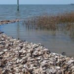 OysterBed1Slide
