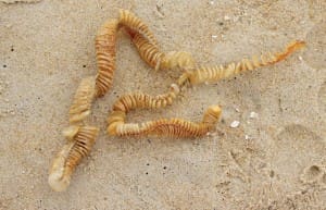 Conch-Shell-Casing