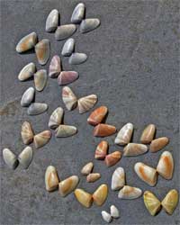 Coquina Shells