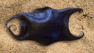 Mermaid's Purse