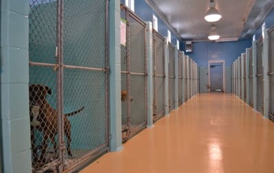 spca3_400