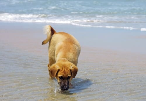 Dog-Drinking