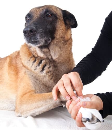 Dog_Vet