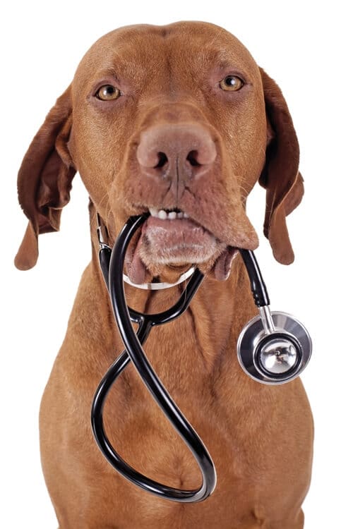 Dog_Vet2