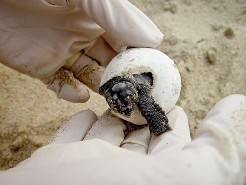 NEST-Volunteer-4