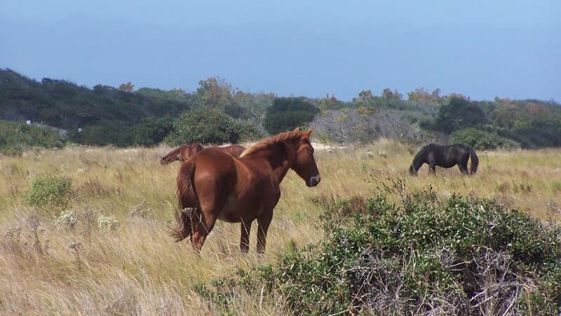 Wild Horses Threatened by Development