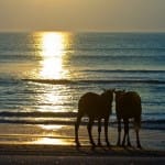 horses sunrise