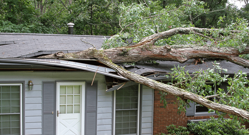 homeowners insurance outer banks nc - tree falling