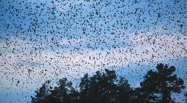 martin-flock