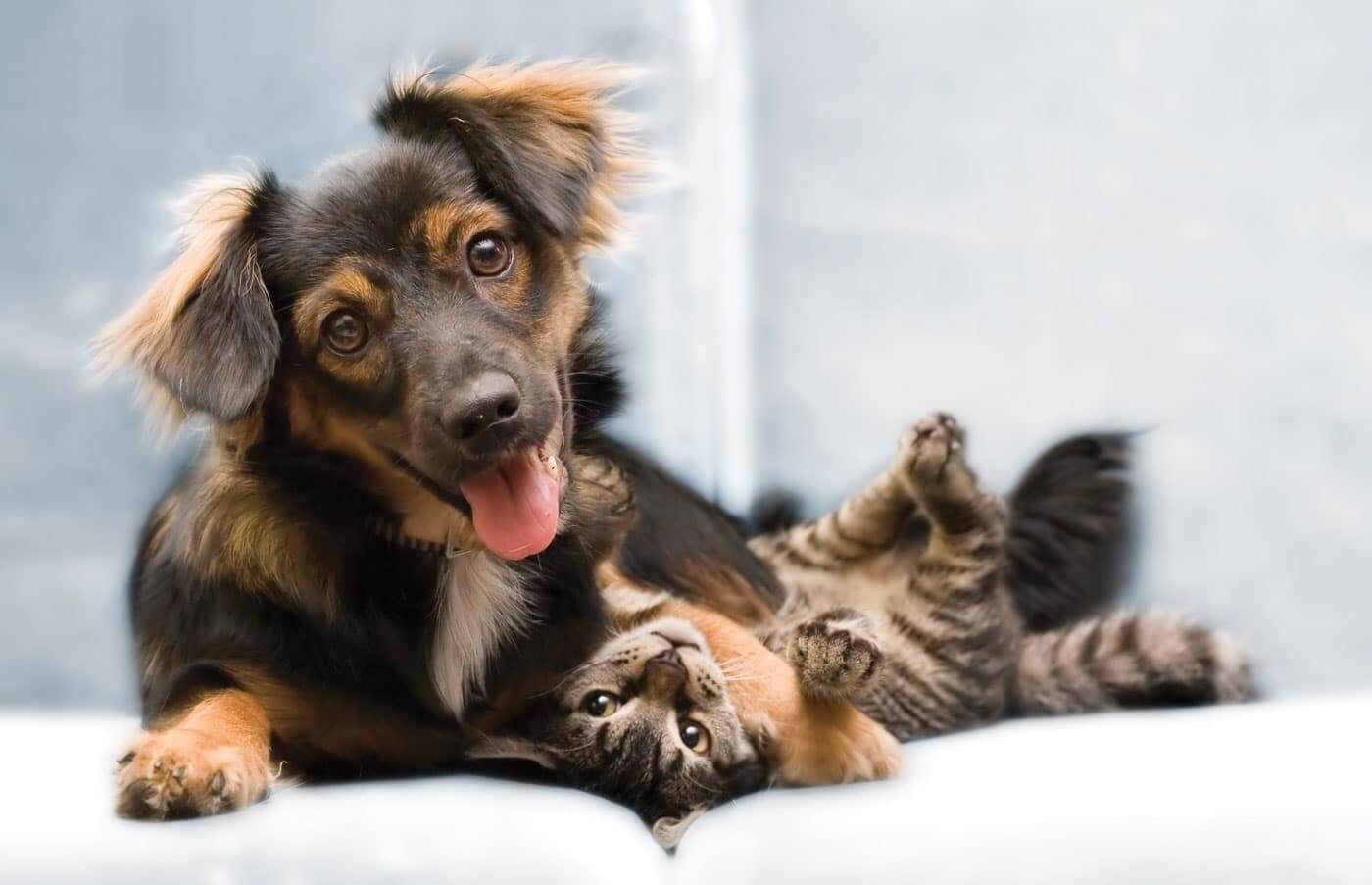 Wags & Whiskers 2018