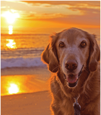 wags4