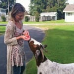 feeding goat goat