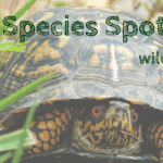 Species Spotlight