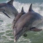 dolphin group feature
