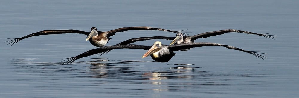 wow_pelican-3-sm