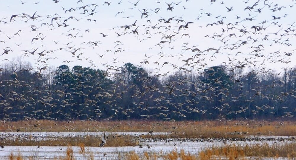 wow_pintail-mix-stewart-sm