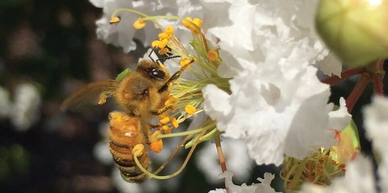 Bees-flower Bees flower