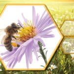 Bees 800