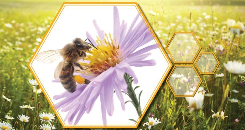 bees-800 Bees 800