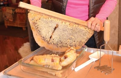 bees-cutting Bees cutting