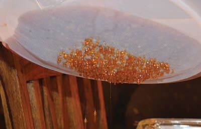 bees-dripping Bees dripping