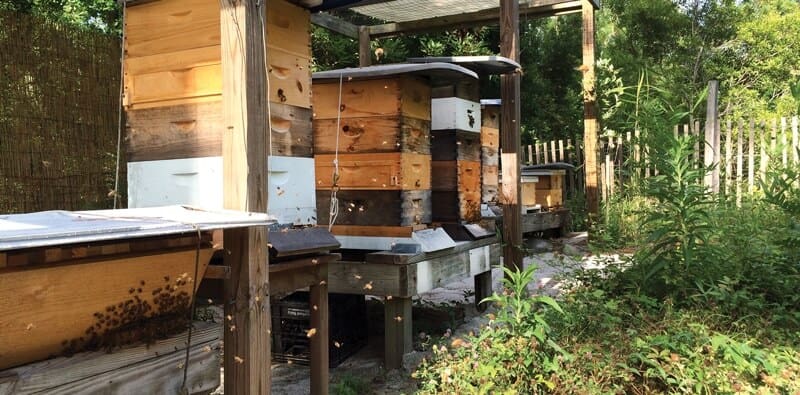 bees-hives Bees hives