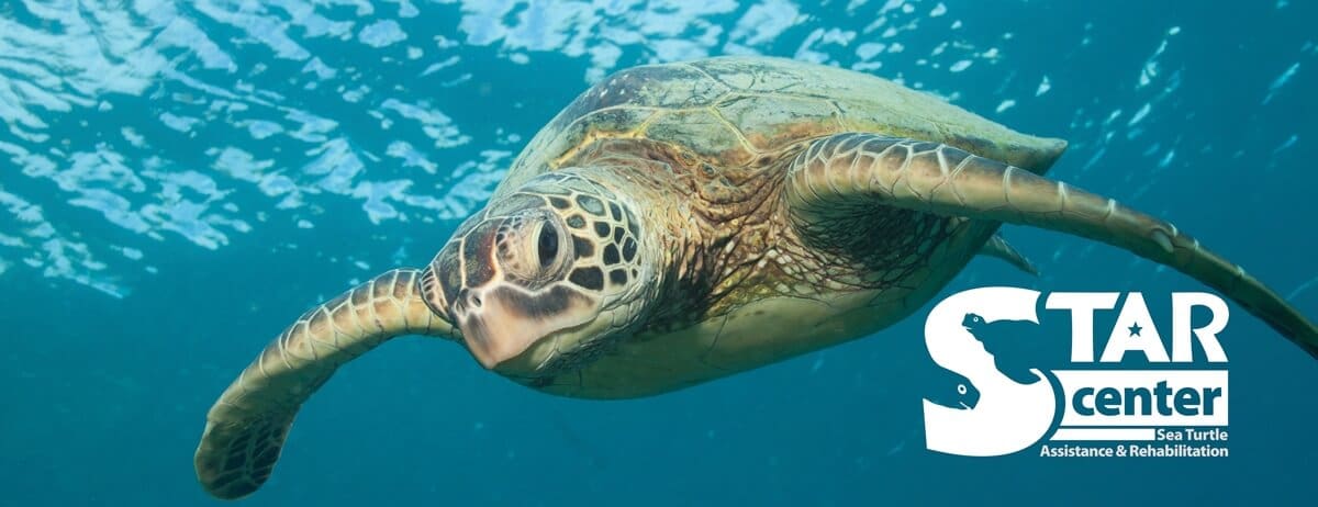 The STAR Center: Turtle Whisperers of the Outer Banks