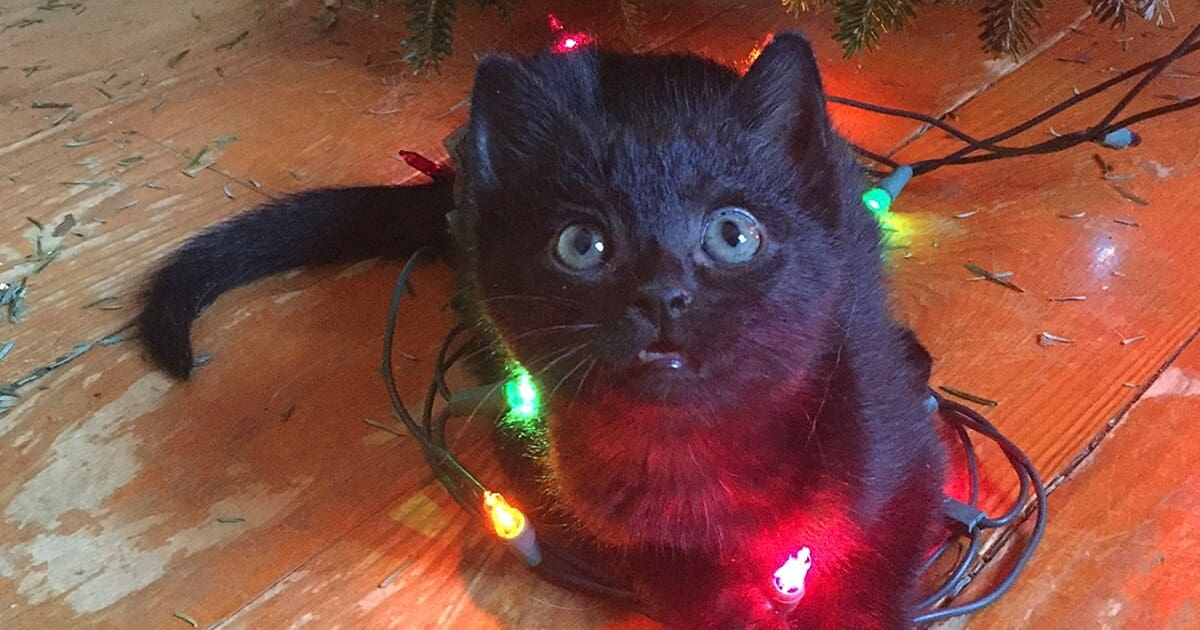 A Winter Kitten