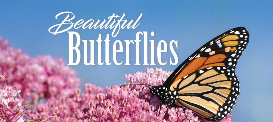 Beautiful Butterflies: Hatteras Local Discovers The Miracle of Monarchs