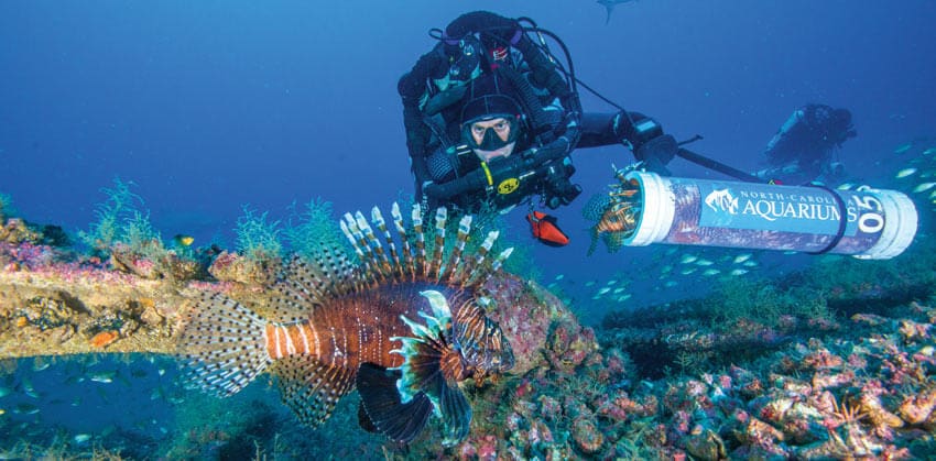lionfish outer banks