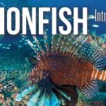 lionfish outer banks