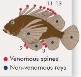 lionfish outer banks