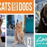 Local outer banks pets at work