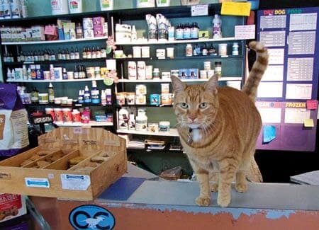 pets at work