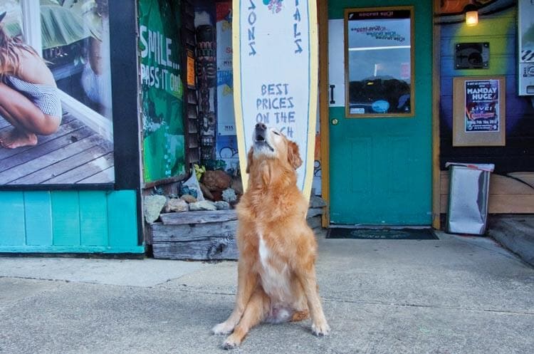 Dude Secret Spot Surf Shop