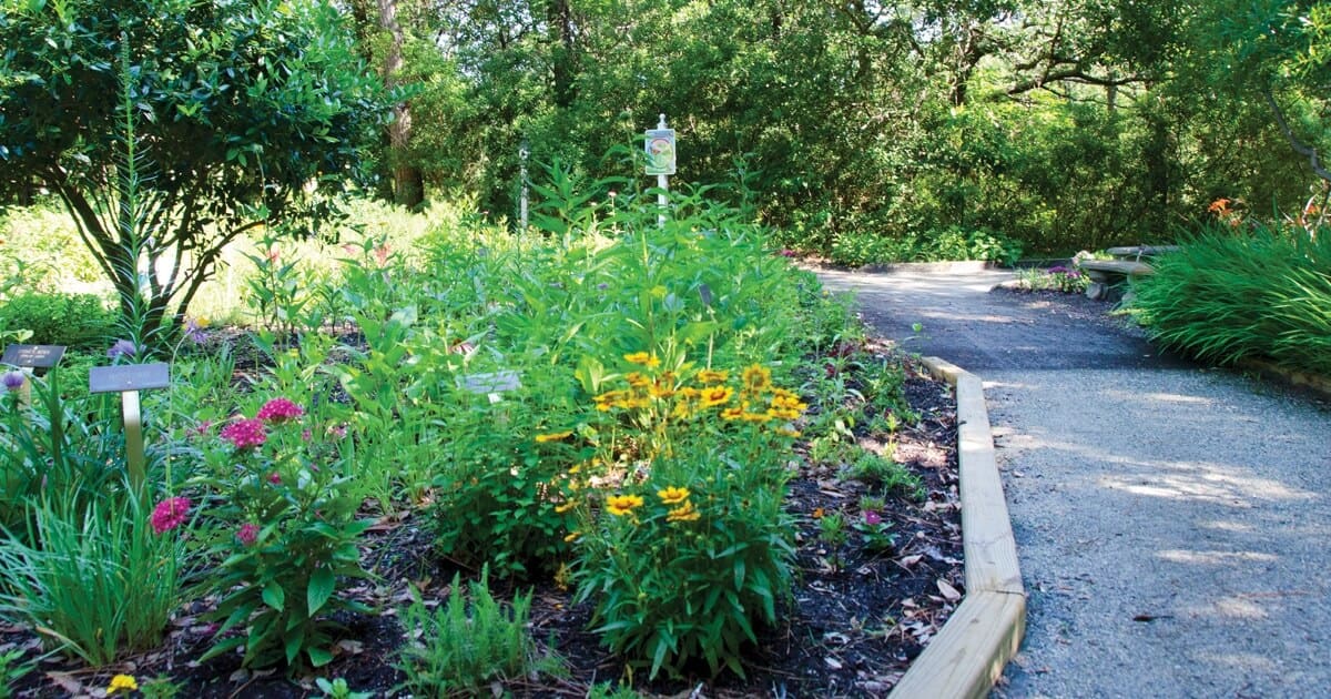 Inch by Inch: Outer Banks Arboretum Takes Root
