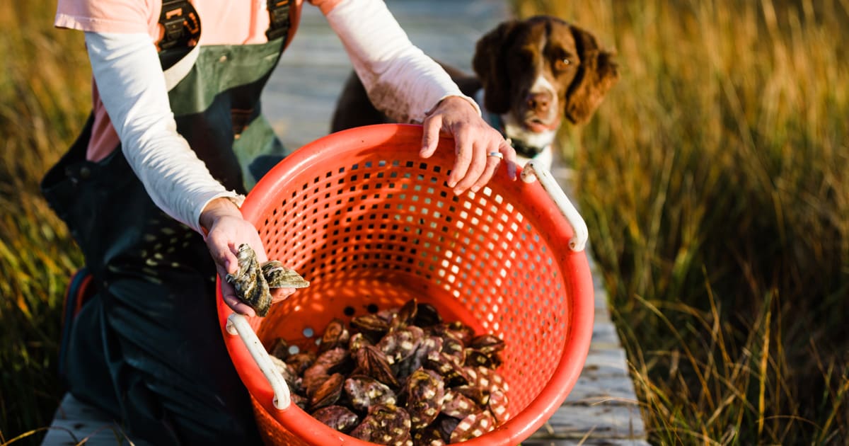 mcglade3 slash creek oysters