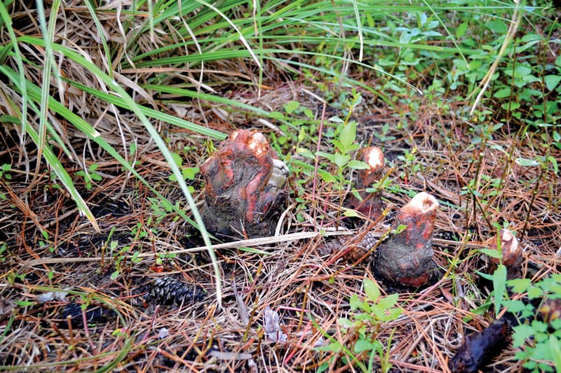 cypress-knees bald cypress knees