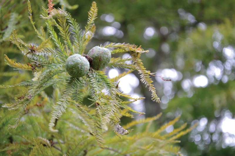cypress-seeds bald cypress seeds