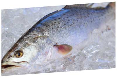outer-banks-trout-recipe outer banks seafood recipes