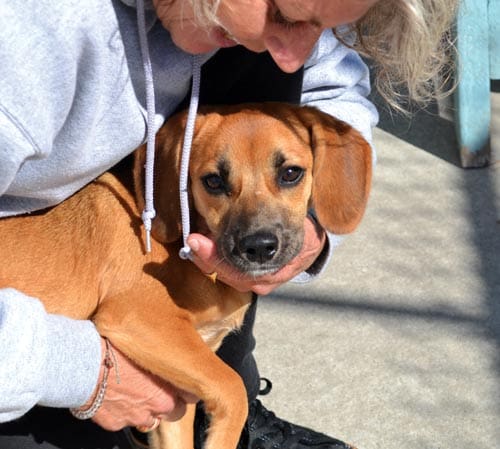 foster with obx spca