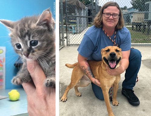 foster with obx spca
