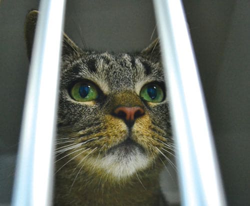 fostering with obx spca