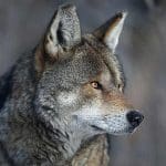 red wolves north carolina