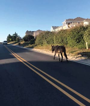 mule walking down street