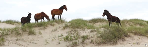 mule outer banks