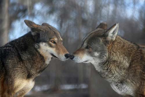 red wolves north carolina
