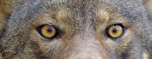 wolf eyes