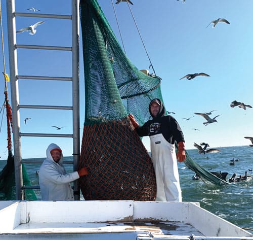 obx shrimping