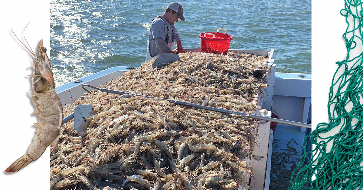 Outer Banks Shrimping Numbers Getting Bigger